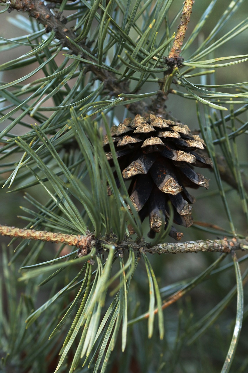 tree  needle  nature free photo