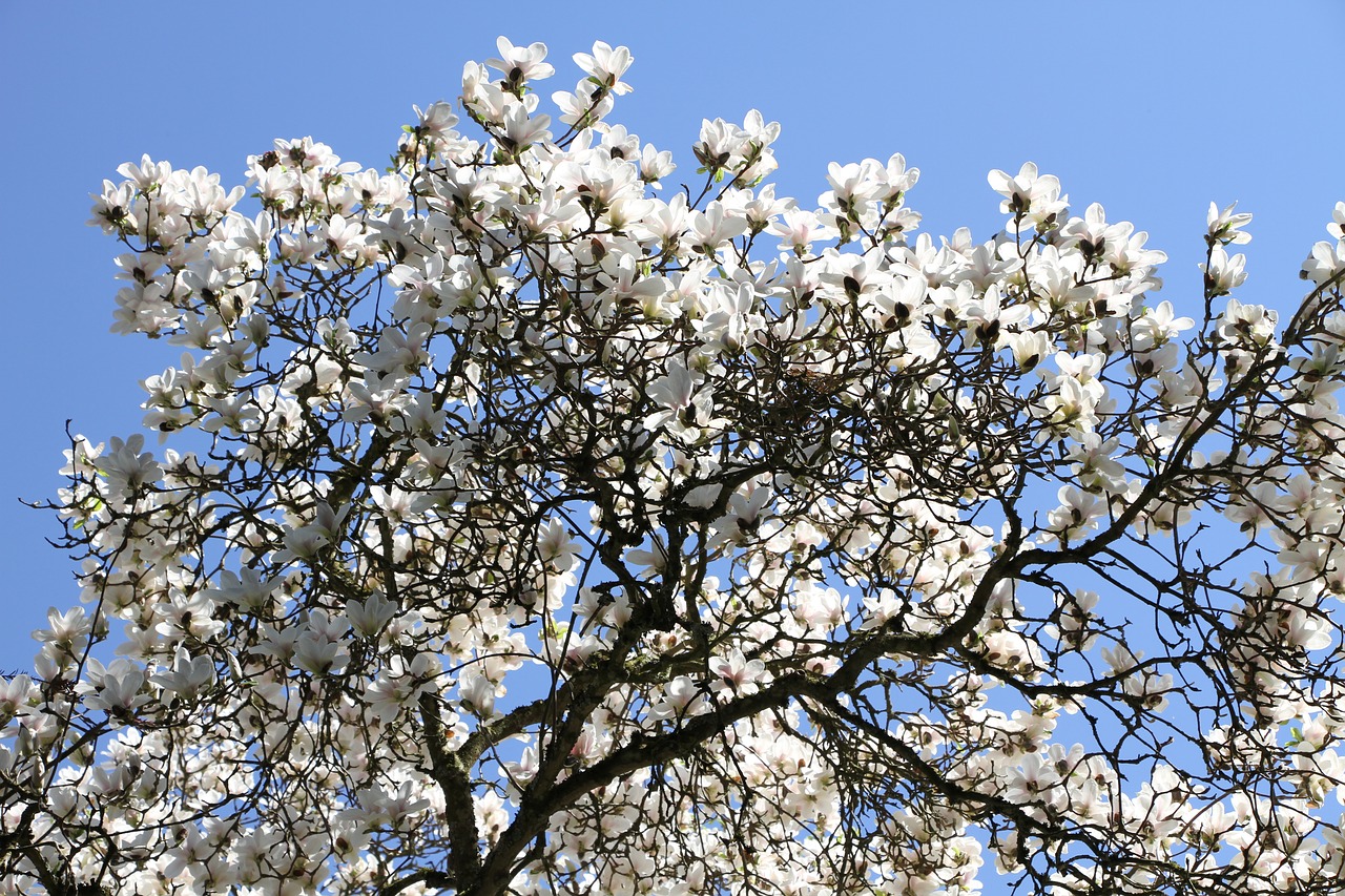 tree  magnolia tree  beautiful free photo