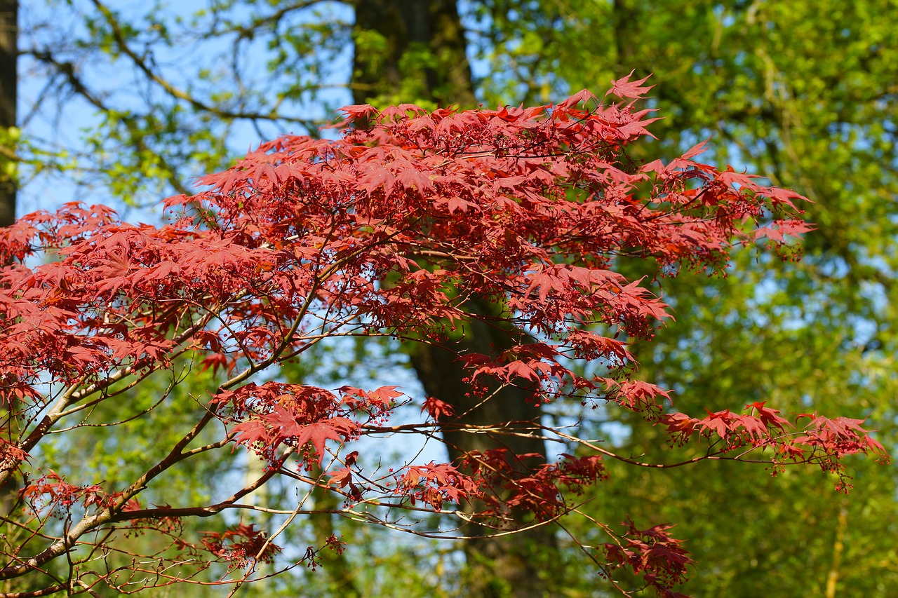 tree  nature  park free photo