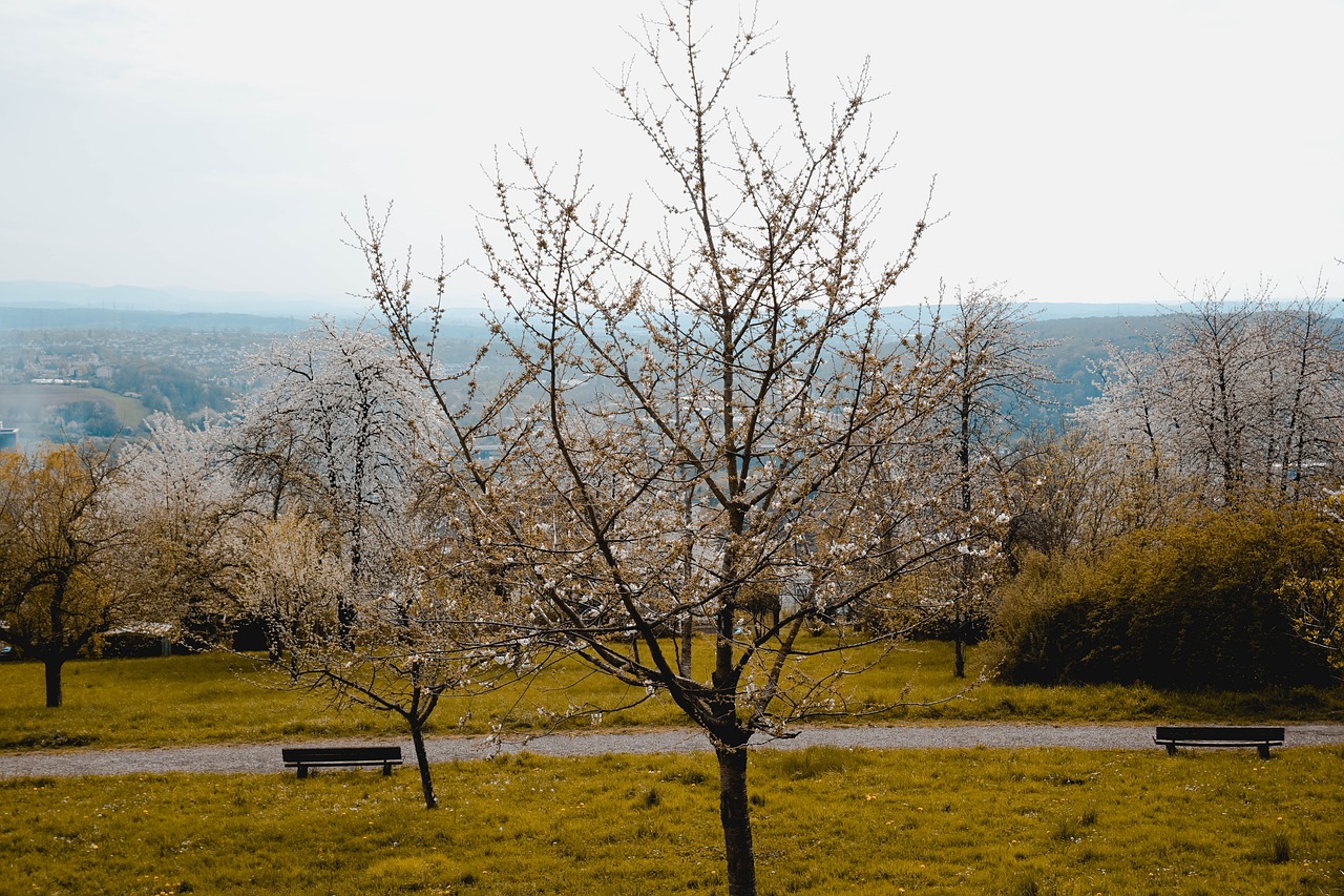 tree  nature  landscape free photo