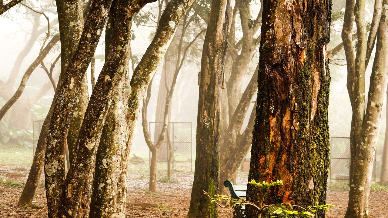 tree  nature  wood free photo