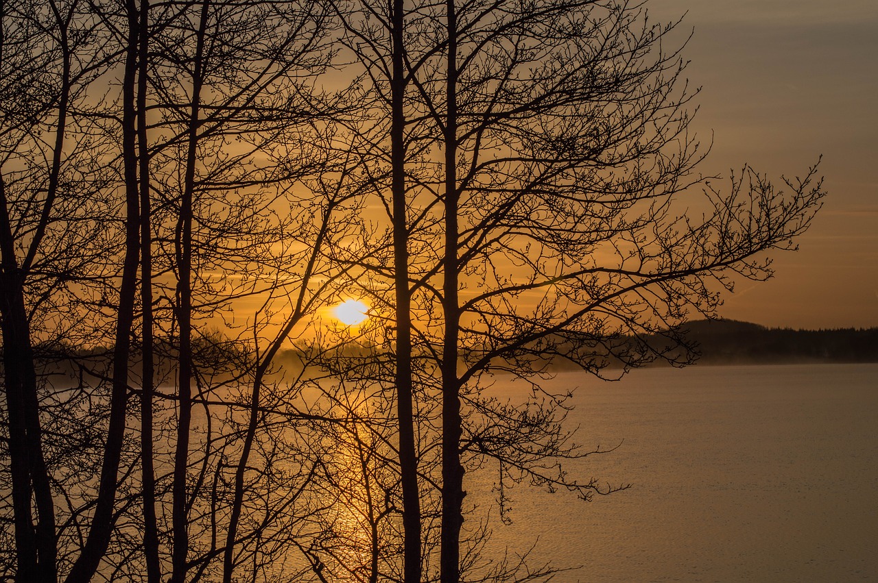 tree  fall  dawn free photo