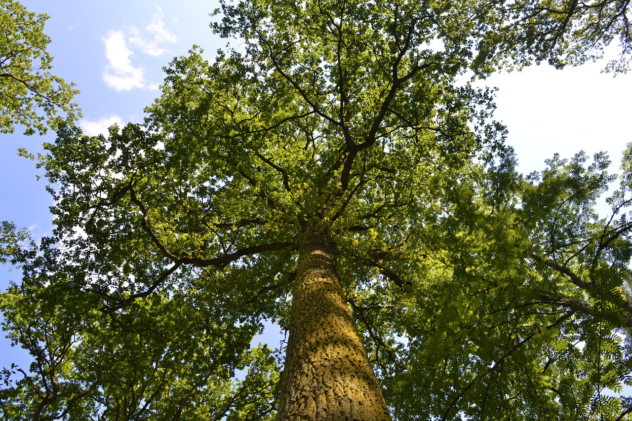 tree  nature  wood free photo