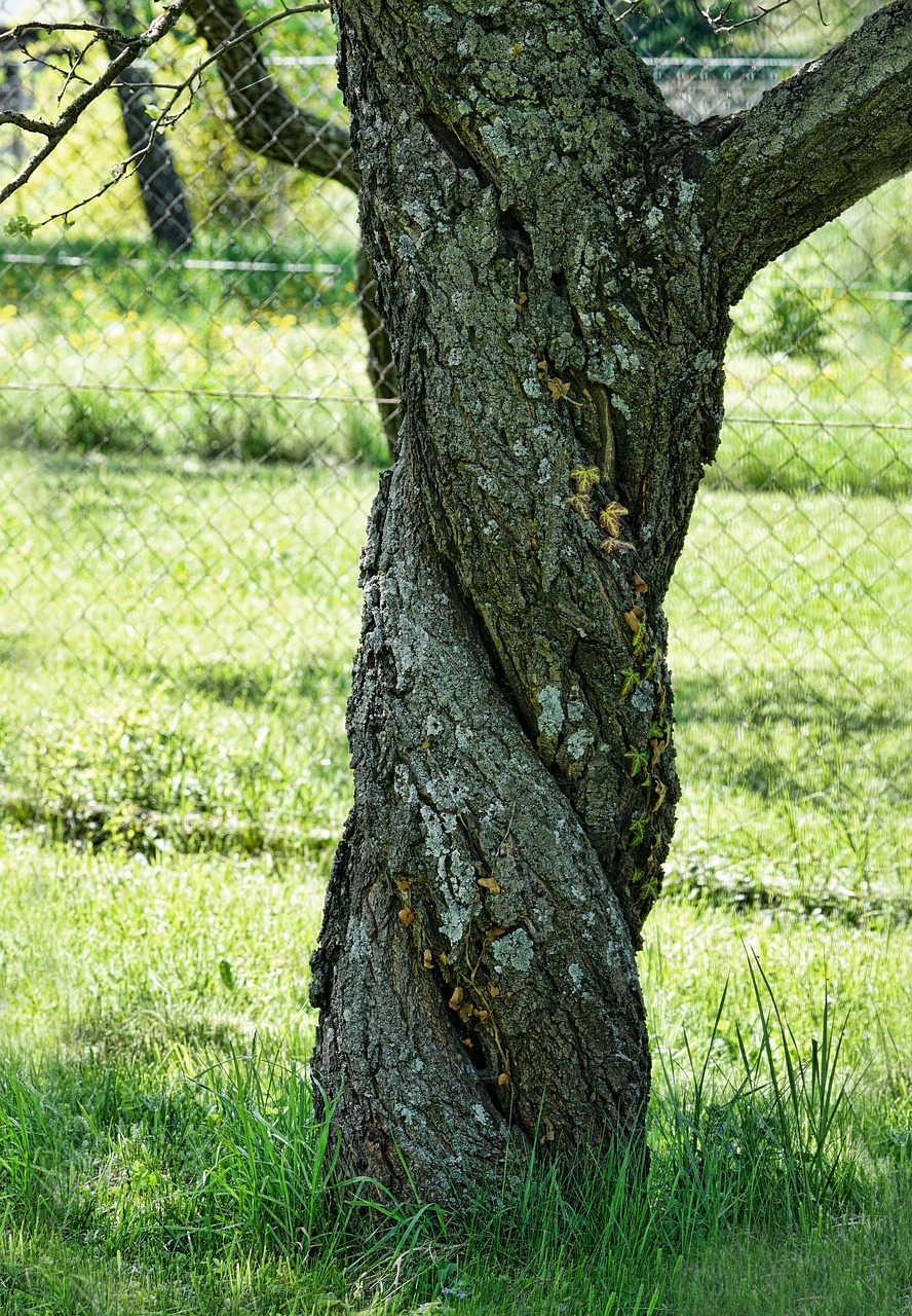 tree  nature  apricot tree free photo