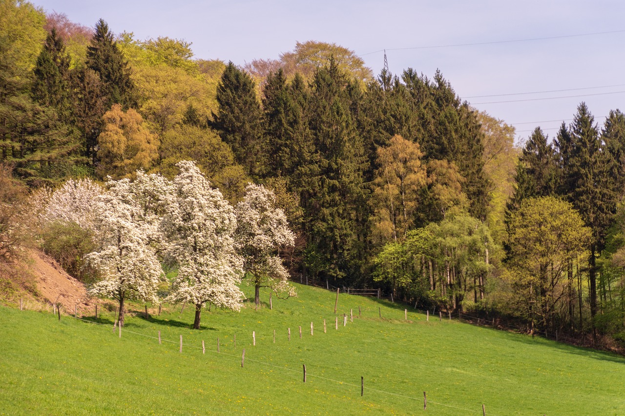 tree  nature  landscape free photo