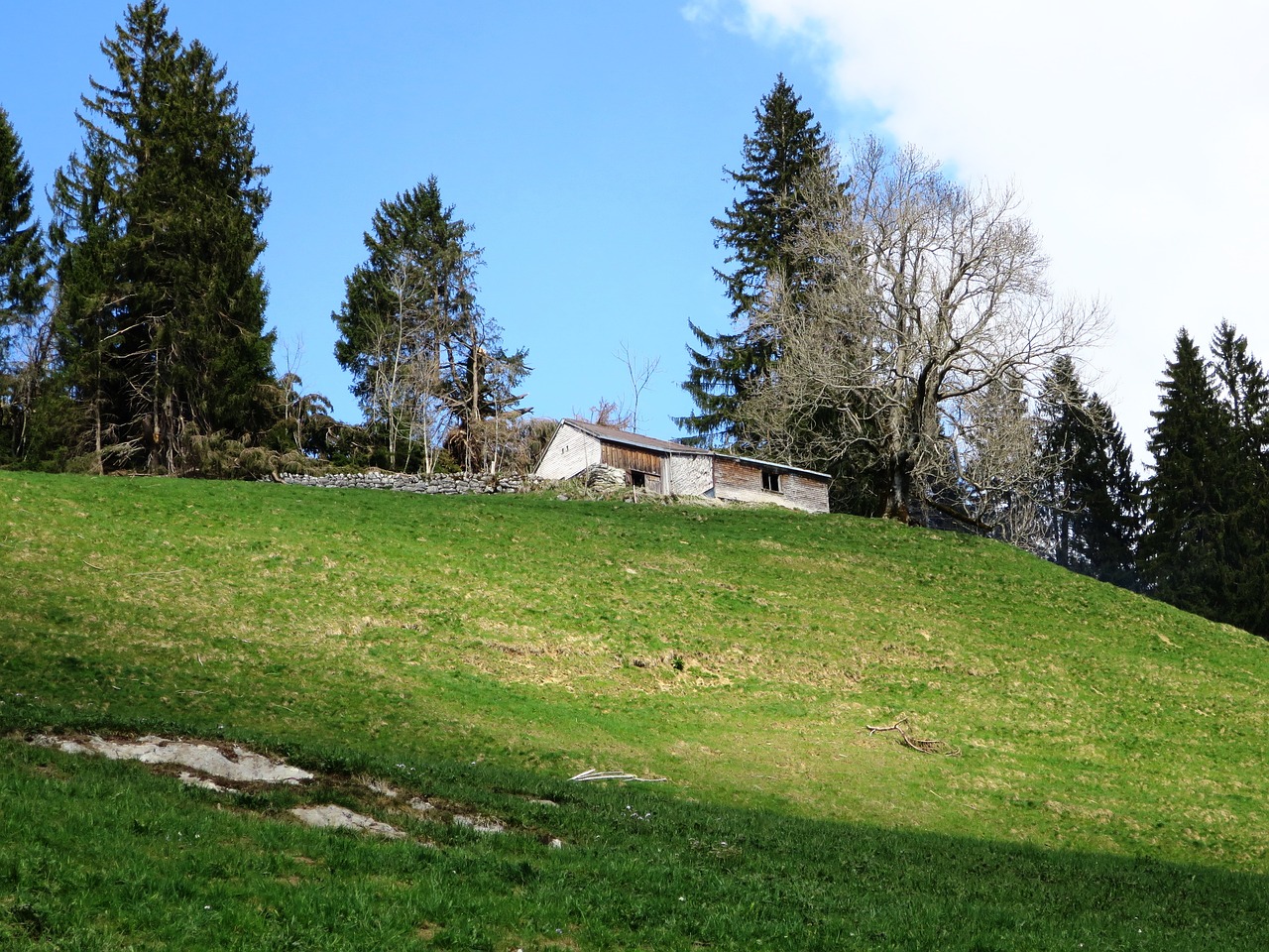 tree  grass  landscape free photo