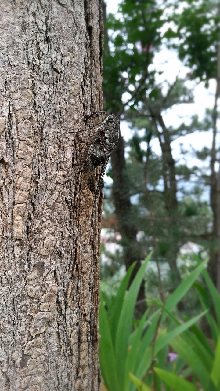 tree  wood  nature free photo