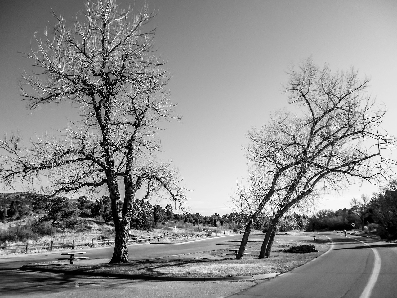 tree  road  landscape free photo