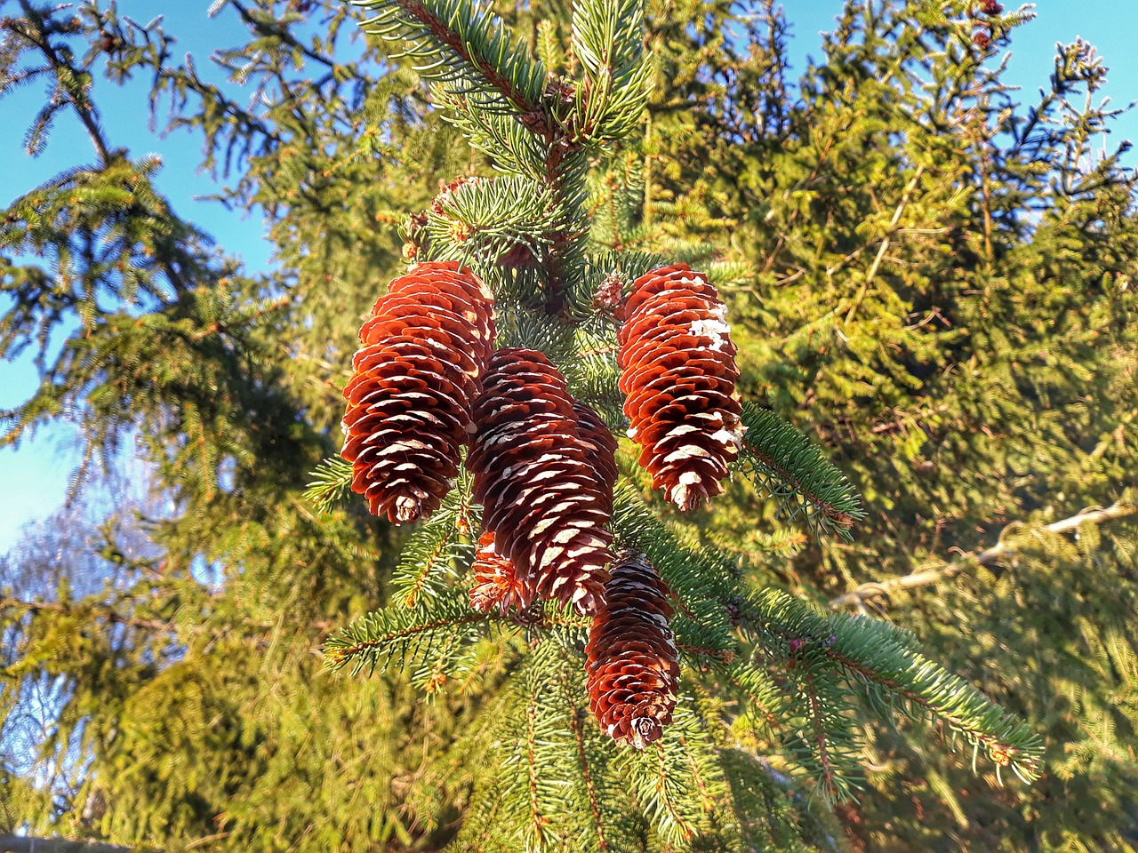 tree  nature  season free photo