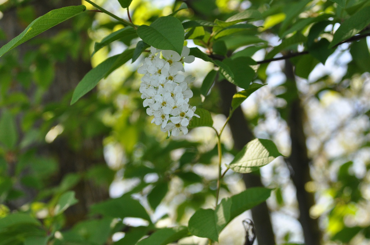 tree  nature  leaf free photo