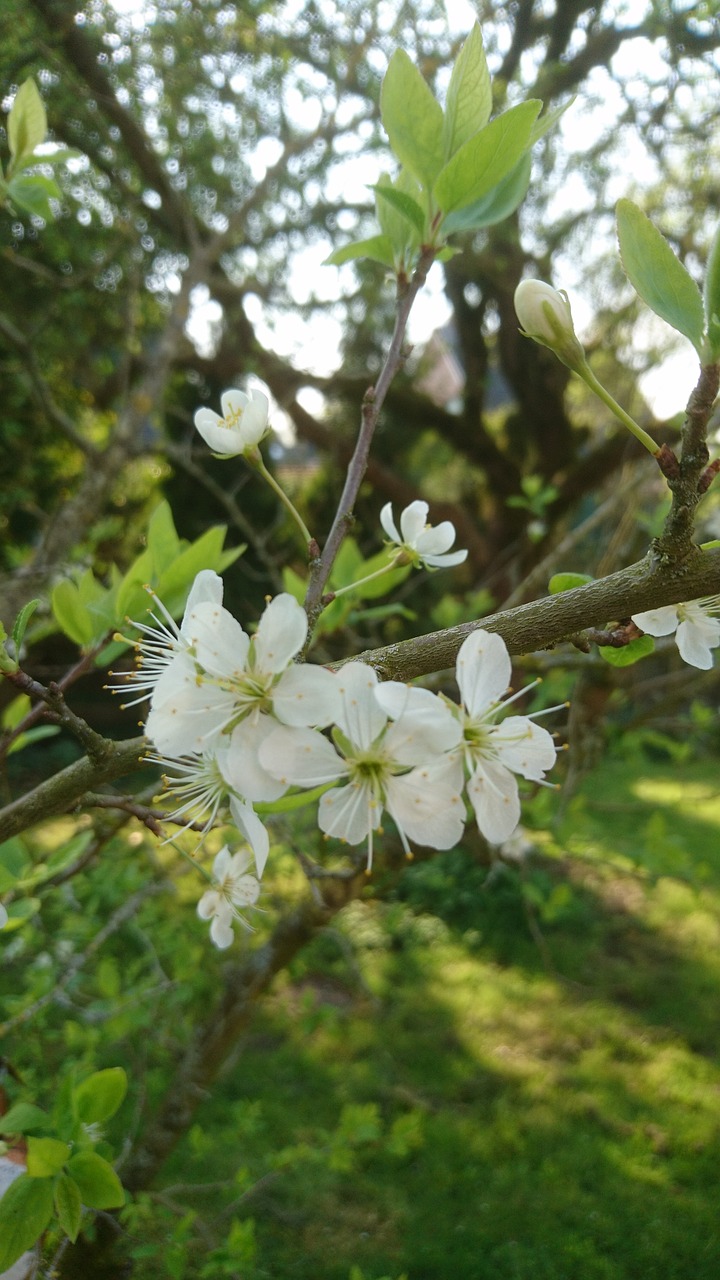 tree  nature  flower free photo