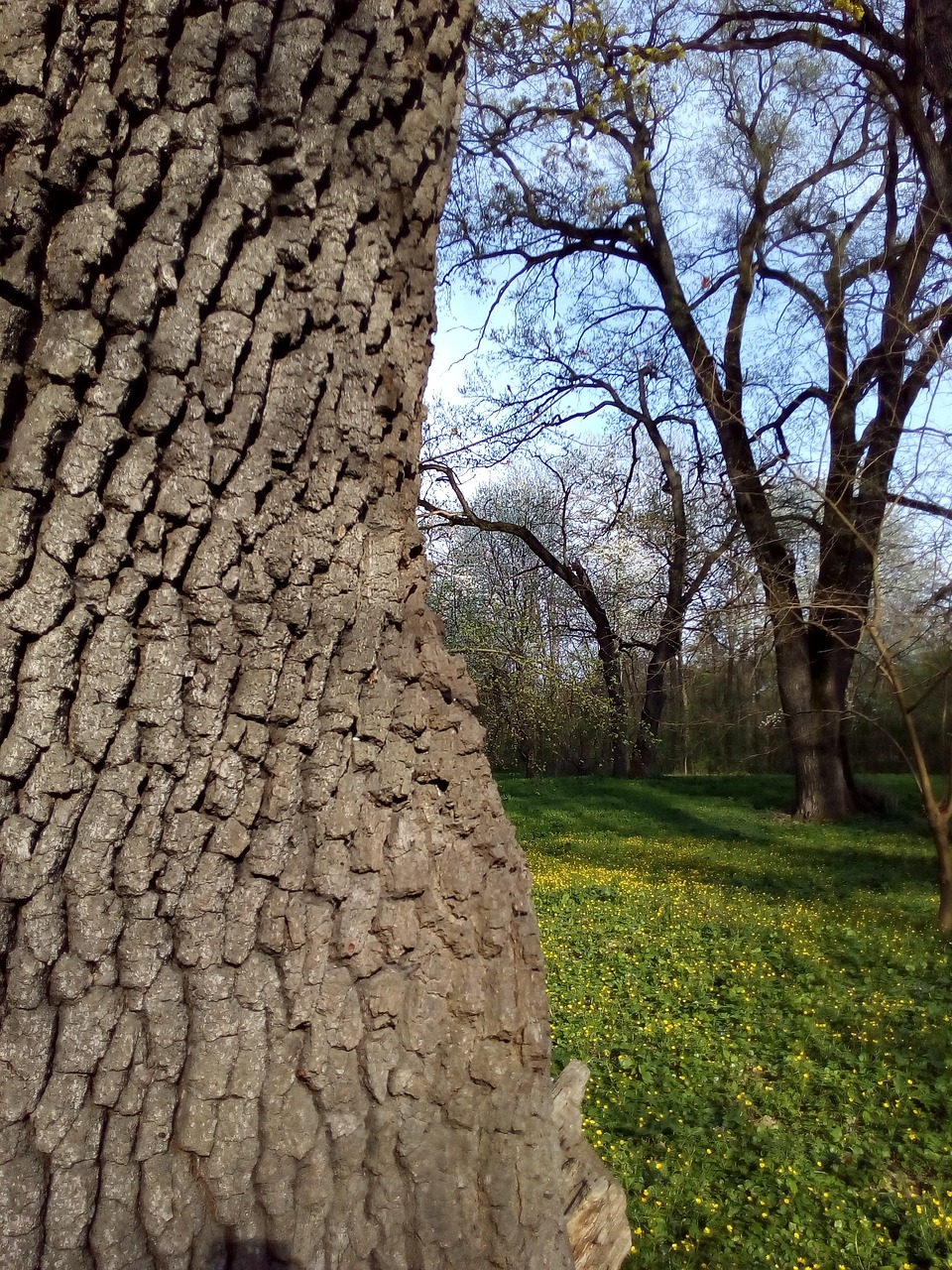 tree  nature  wood free photo