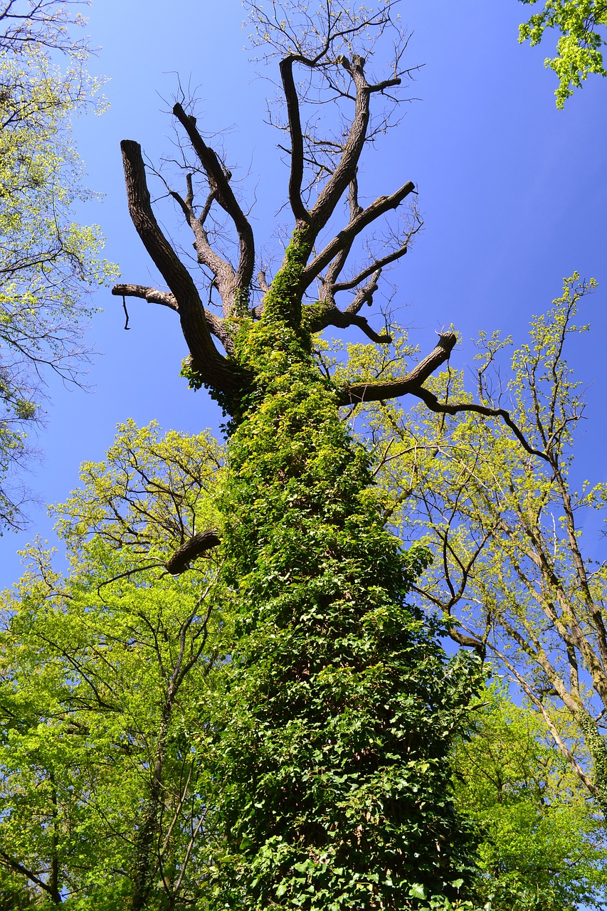 tree  nature  poland free photo