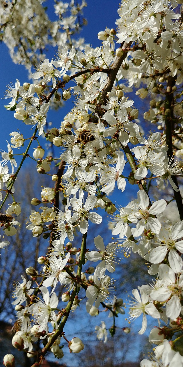 tree  blossom  bloom free photo