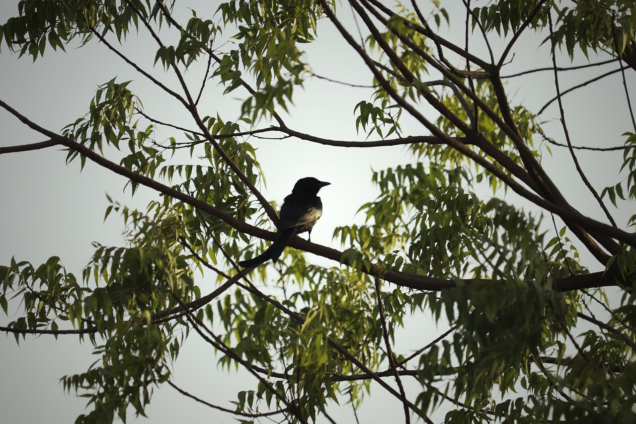 tree  bird  nature free photo