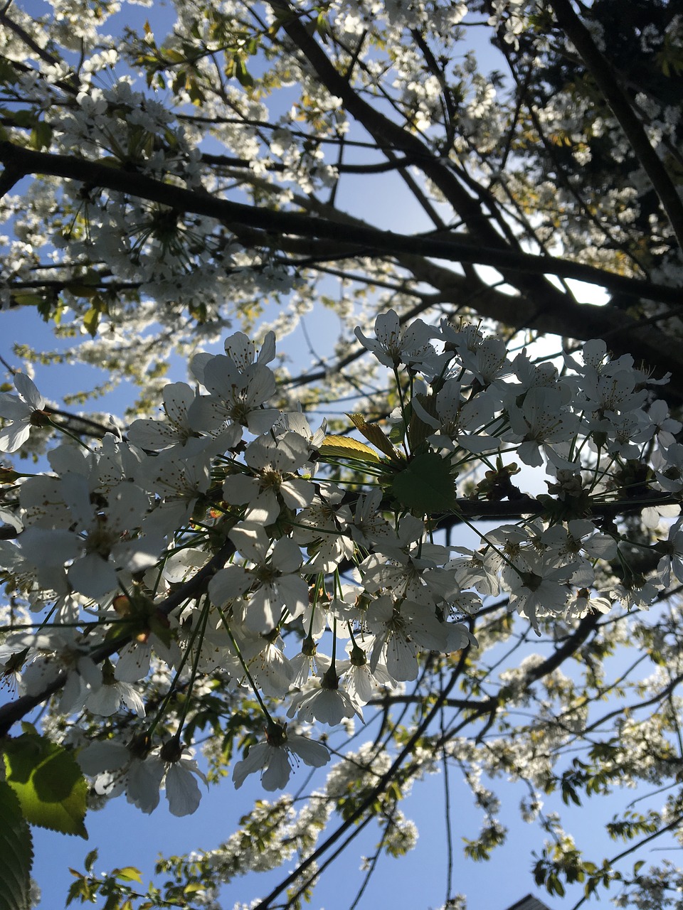 tree  branch  nature free photo