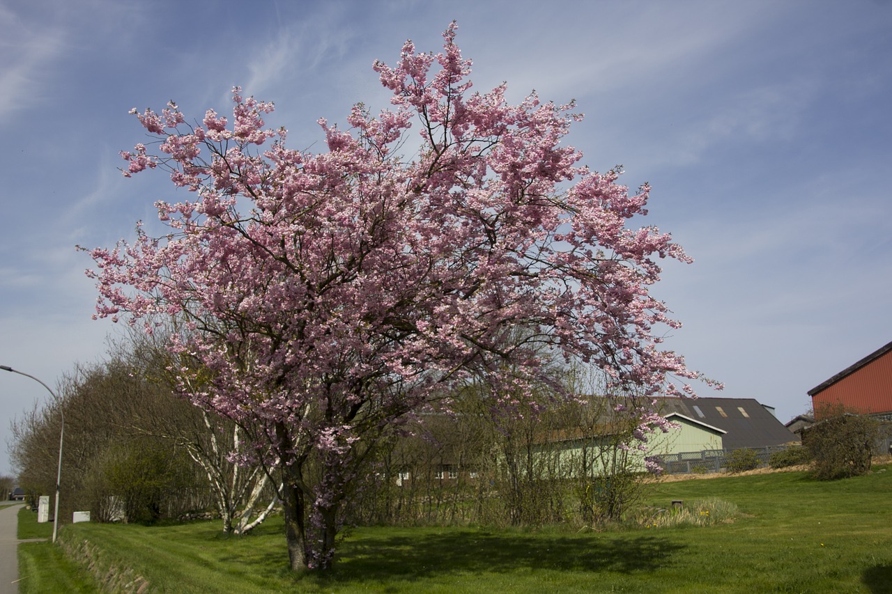 Дерево вишни. Cherry Tree дерево. Вишня Канзас дерево. Самое красивое дерево черешни. Вишневое дерево летом.