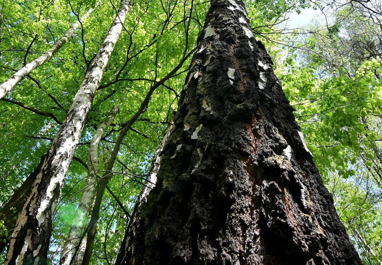 tree  nature  leaf free photo