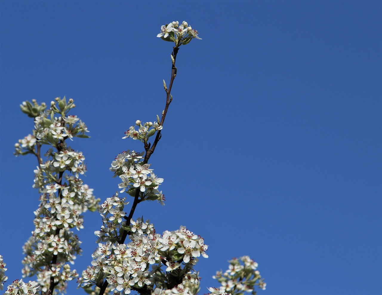 tree  flower  flora free photo