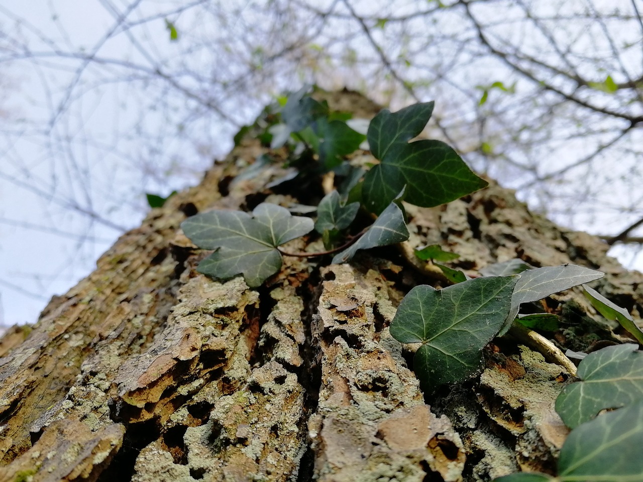 tree  nature  leaf free photo