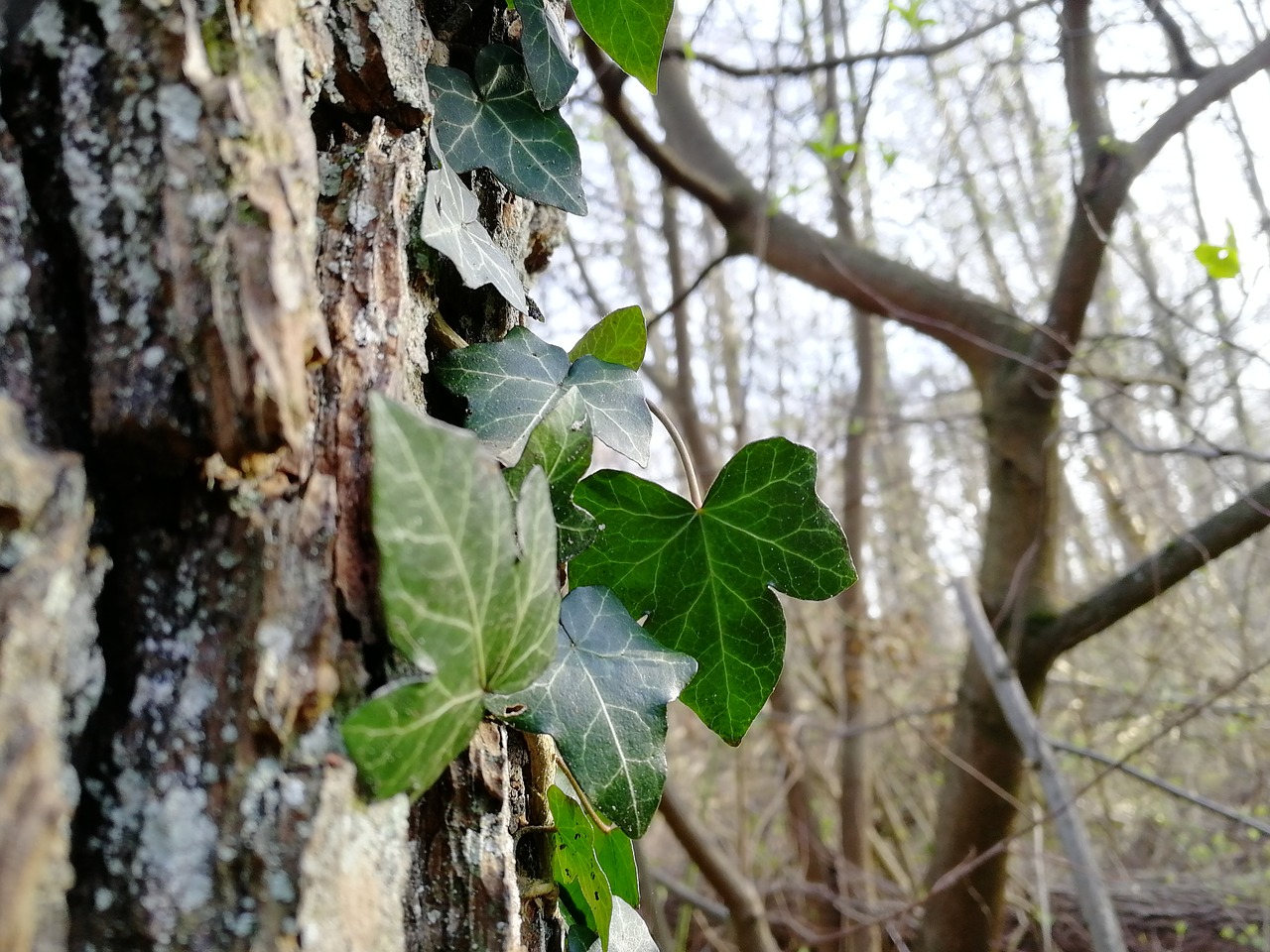 tree  leaf  nature free photo