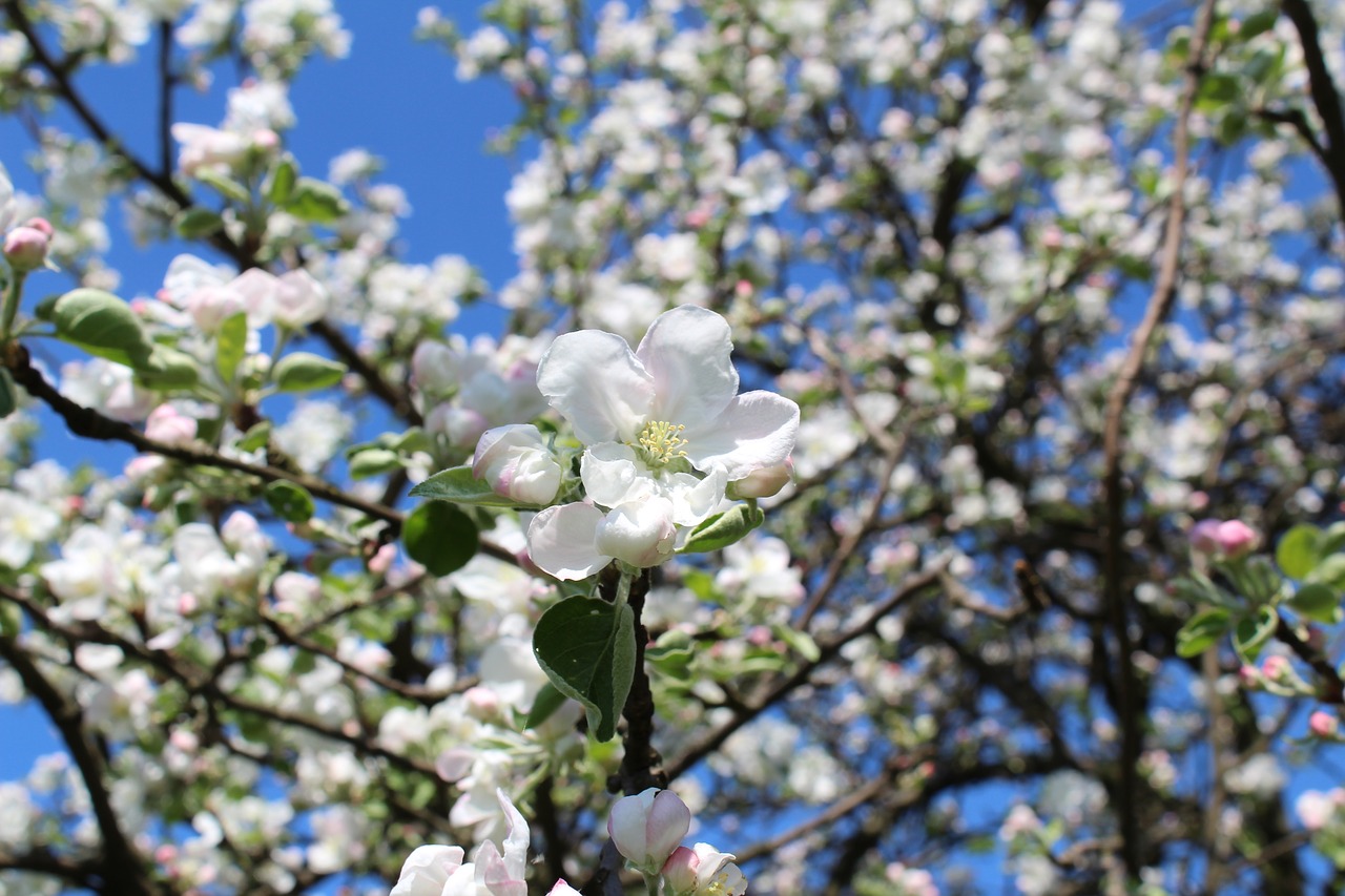 tree  branch  flower free photo