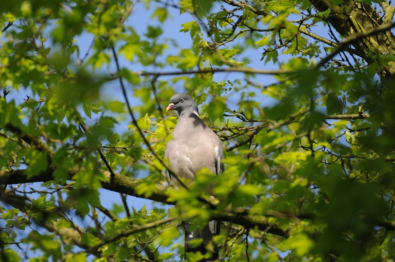 tree  nature  bird free photo