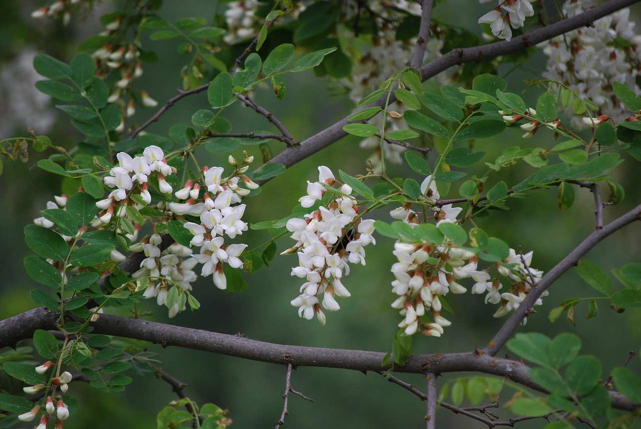 tree  branch  flora free photo