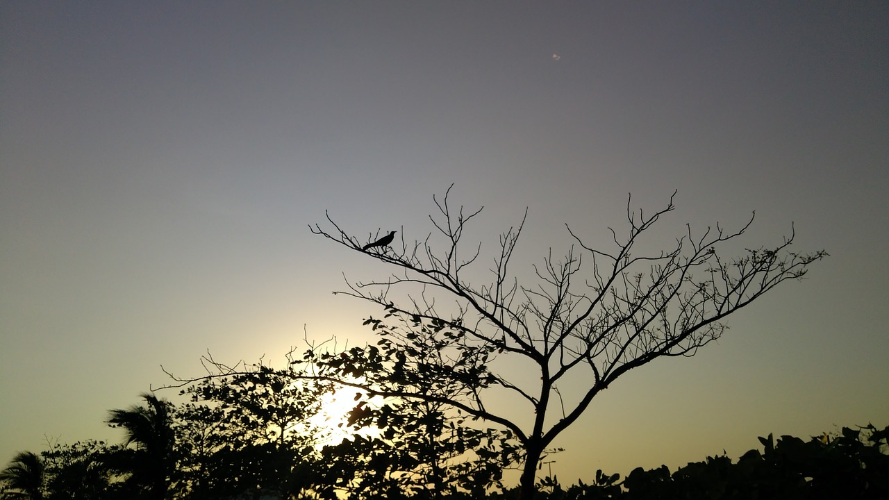 tree  nature  sky free photo