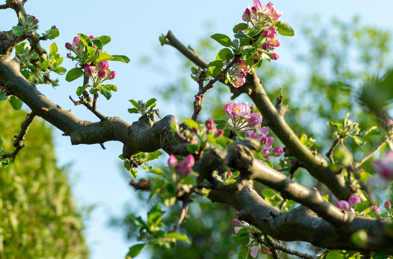 tree  nature  growth free photo