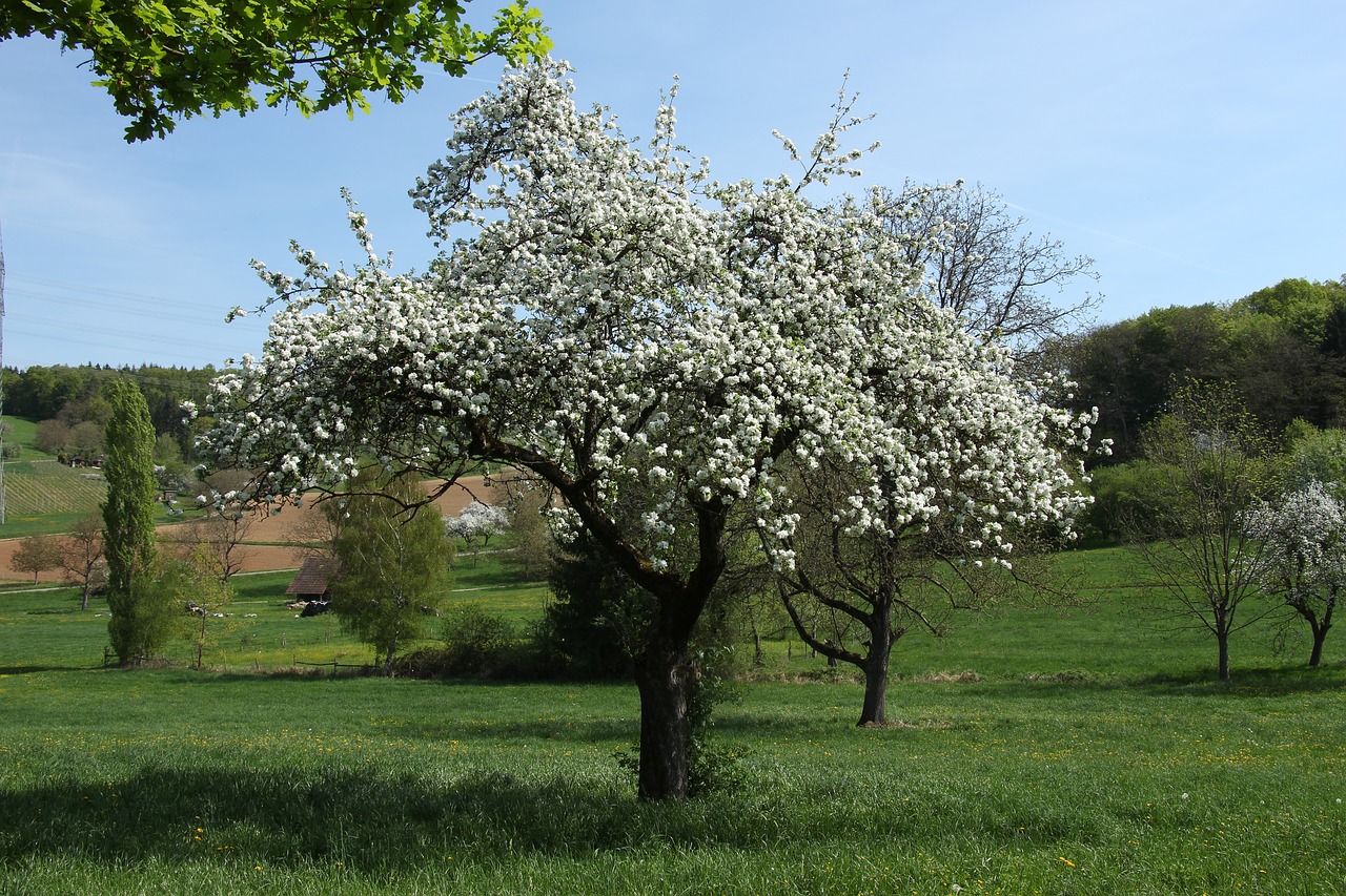 tree  landscape  season free photo