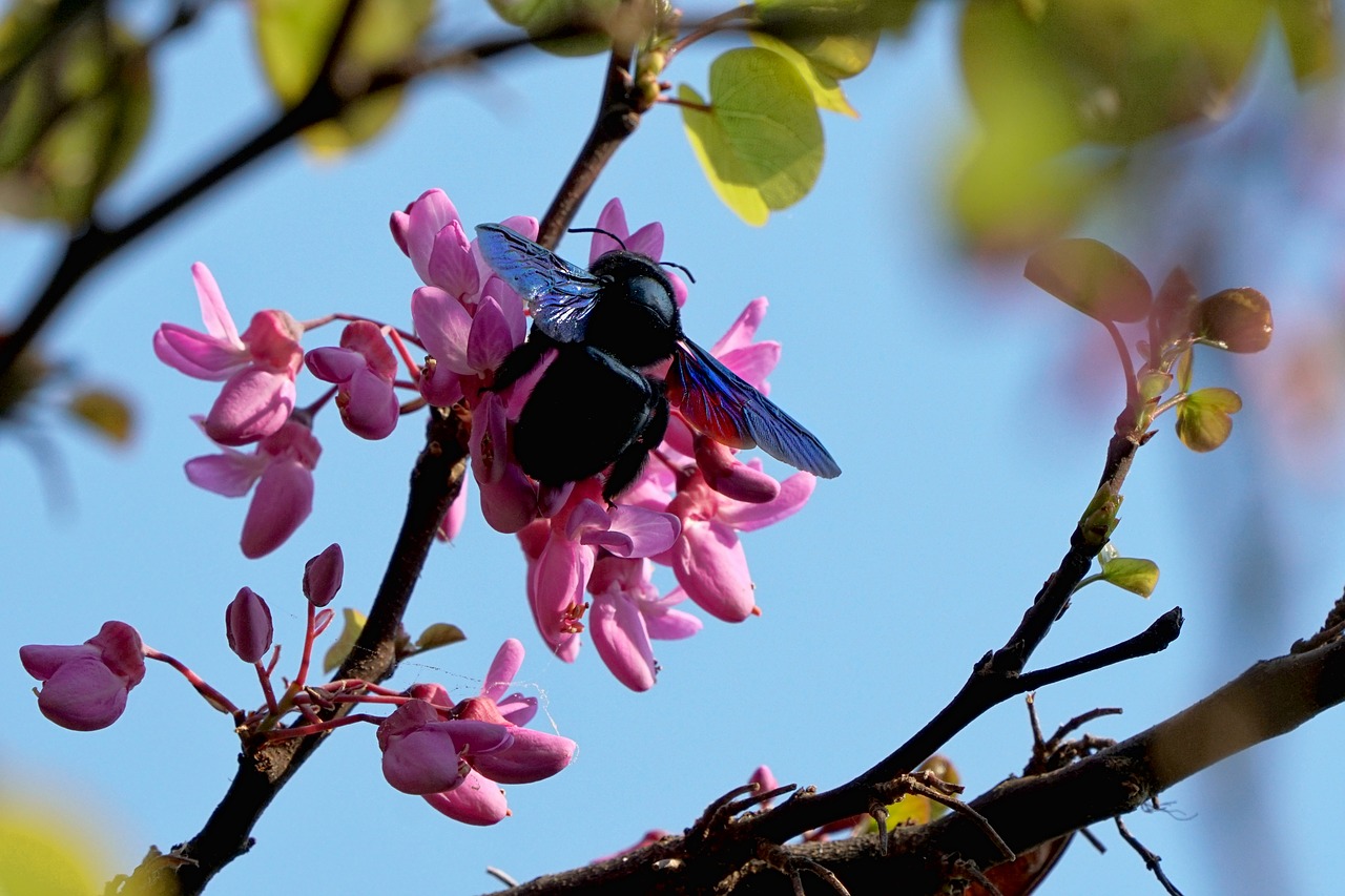 tree  spring  nature free photo