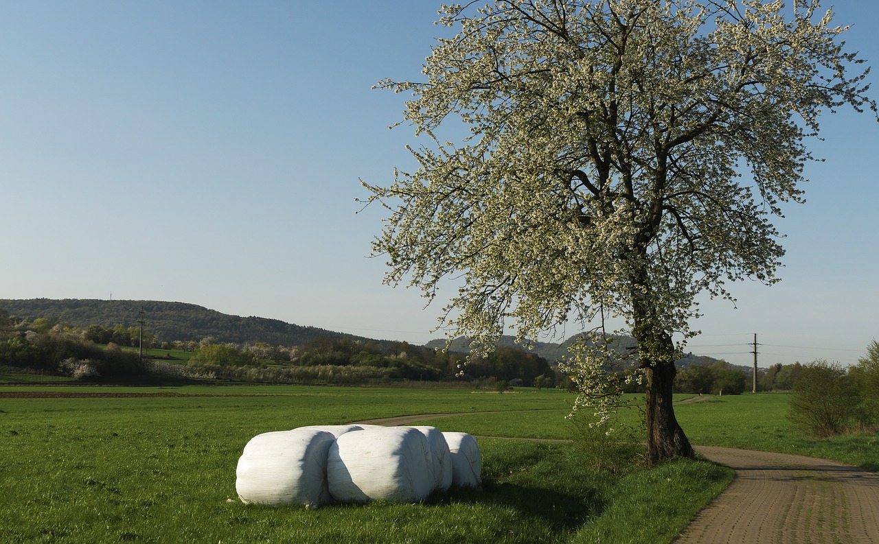 tree  bale  flowers free photo