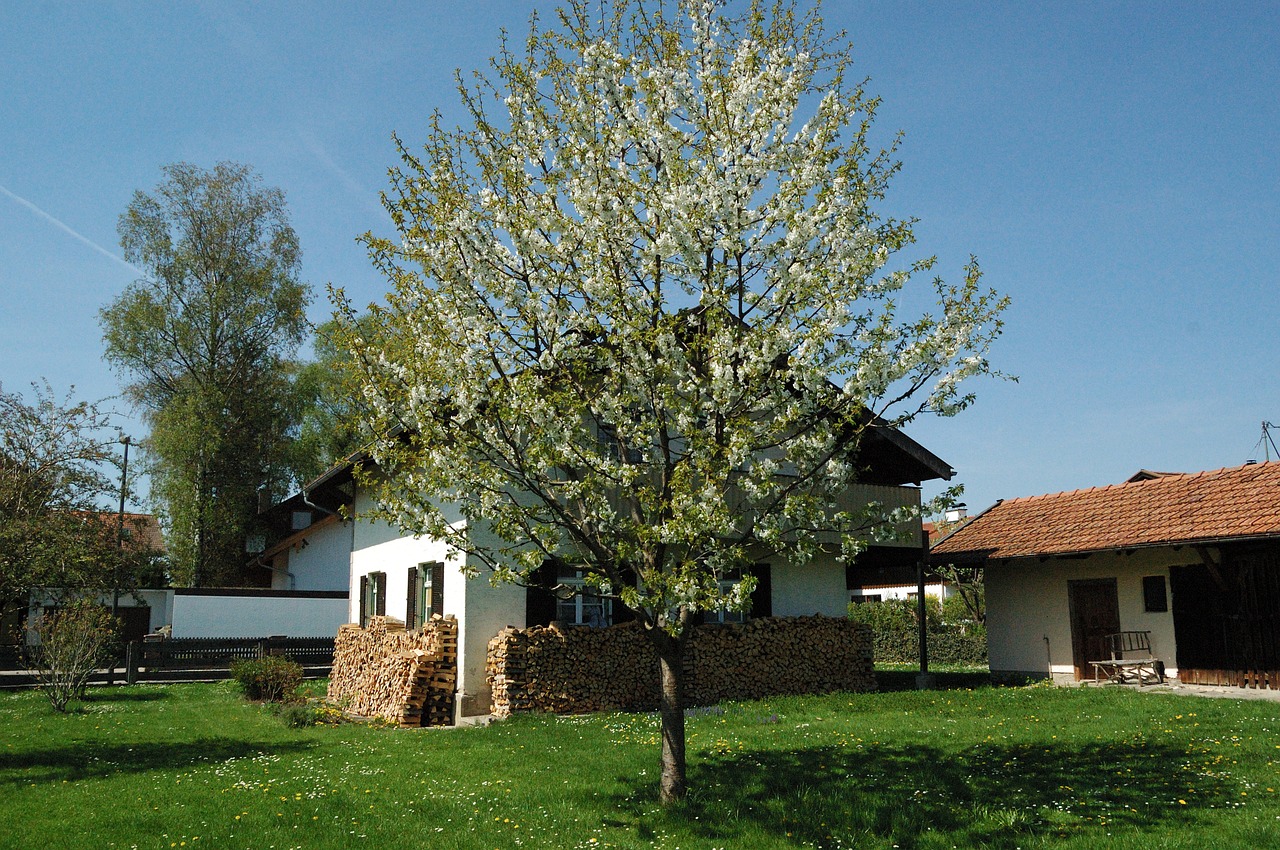 tree  house  grass free photo