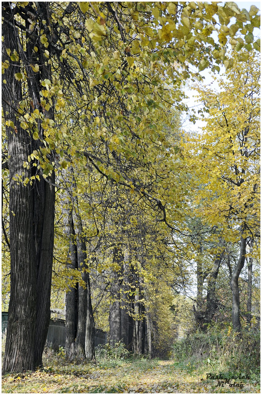 tree  nature  wood free photo