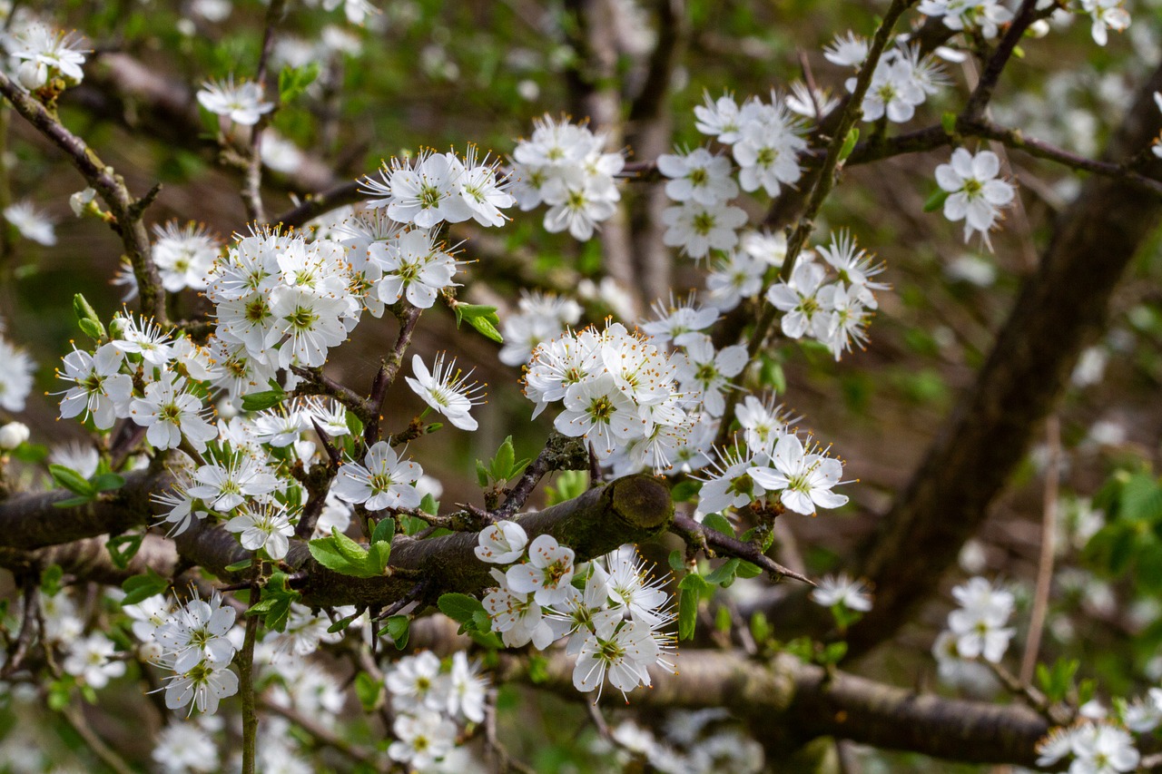 tree  flower  branch free photo