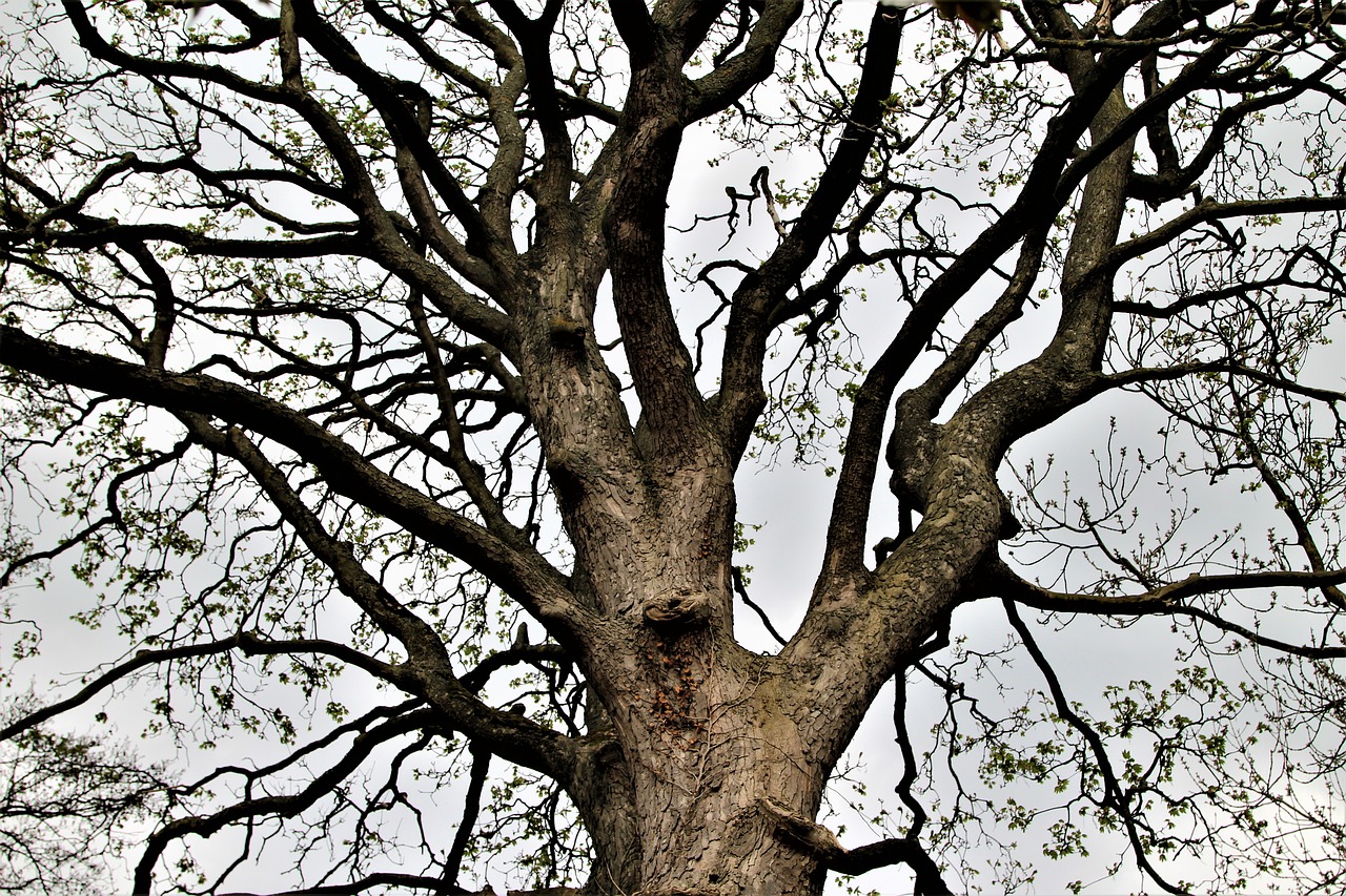 tree  branch  landscape free photo