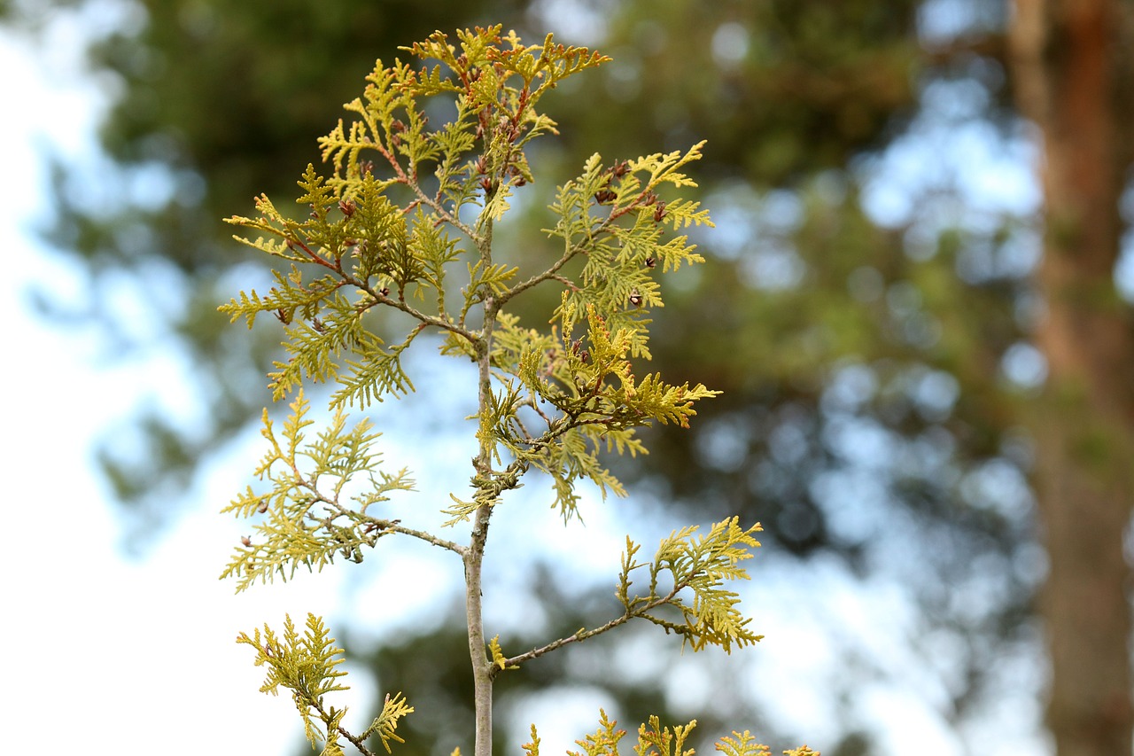 tree  nature  spring free photo