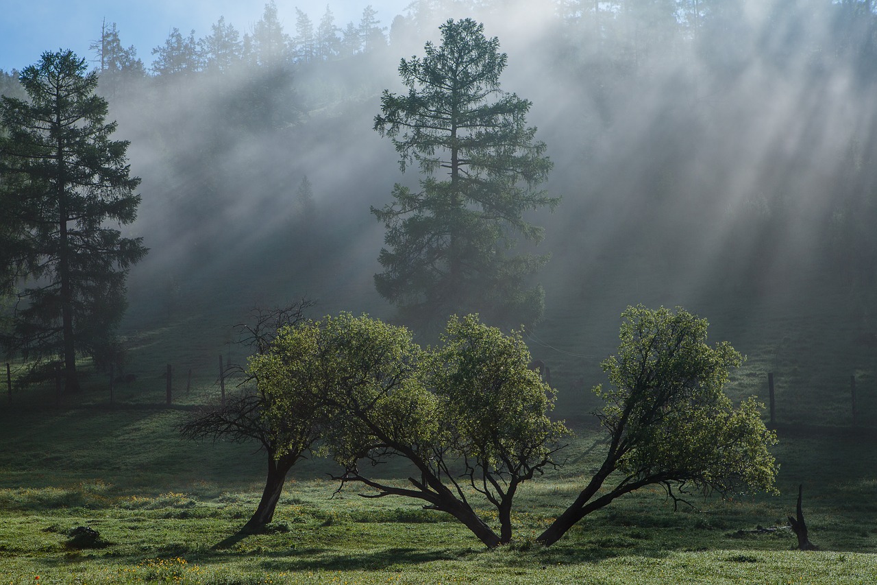 tree  nature  wood free photo