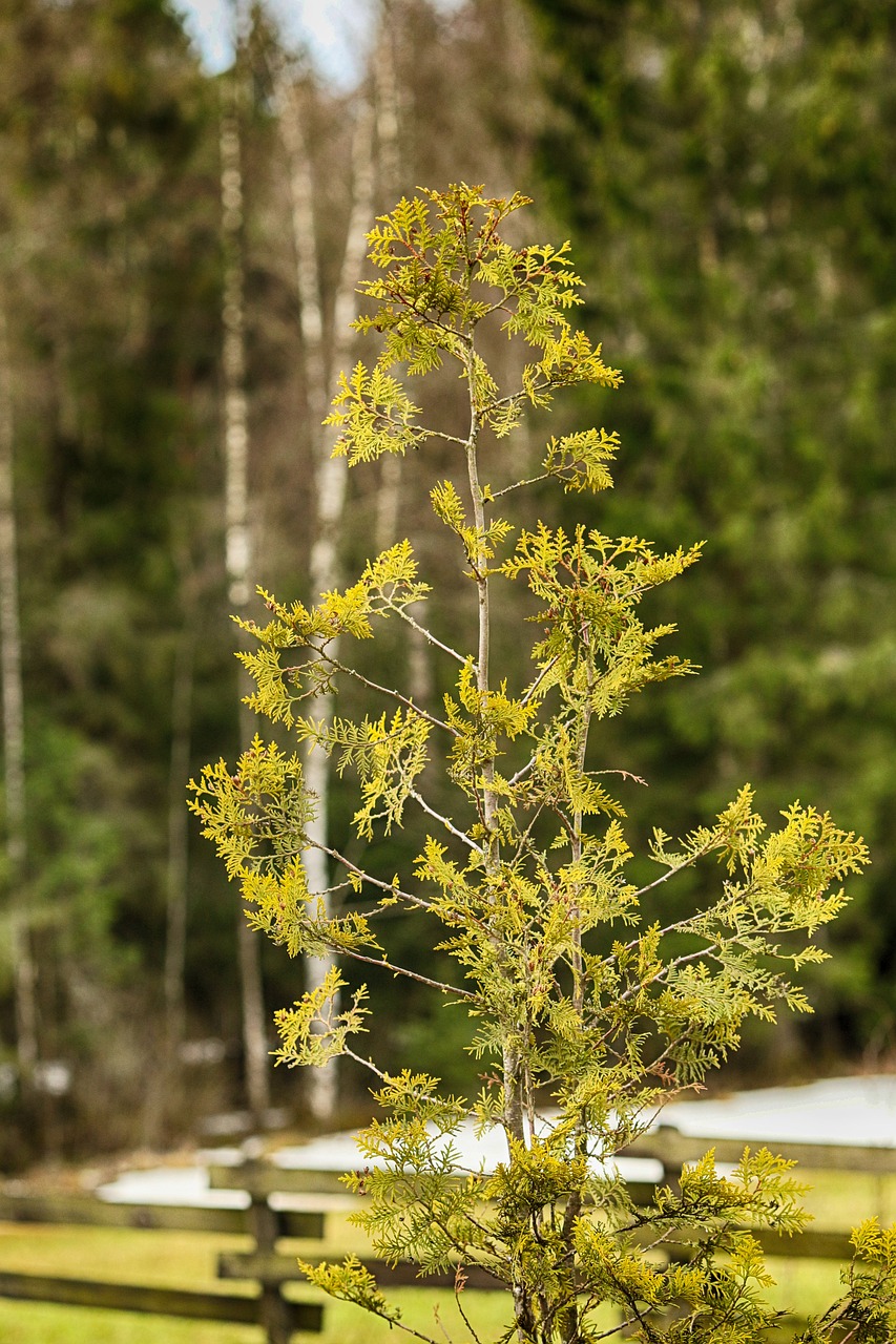 tree  nature  forest free photo