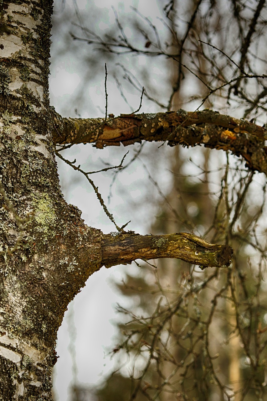 tree  nature  wood free photo