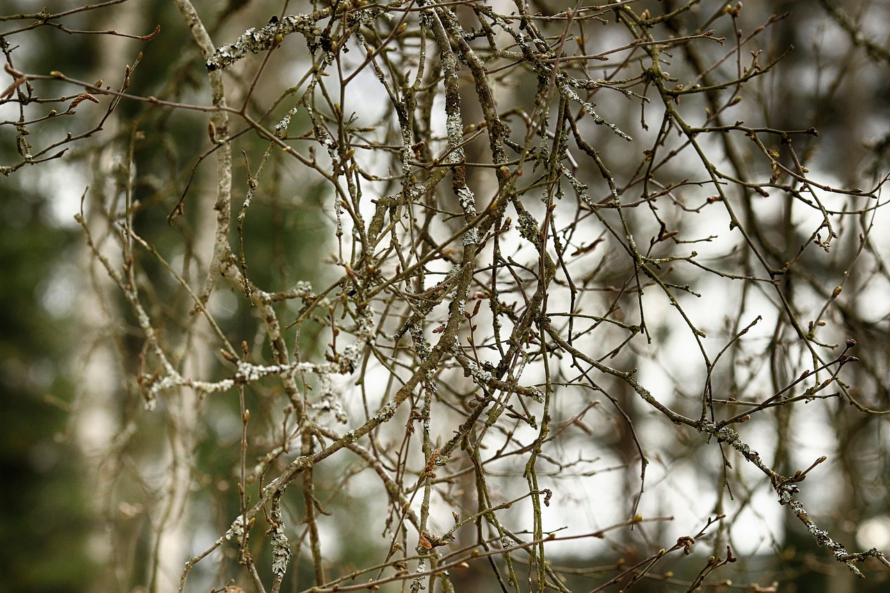 tree  nature  branch free photo