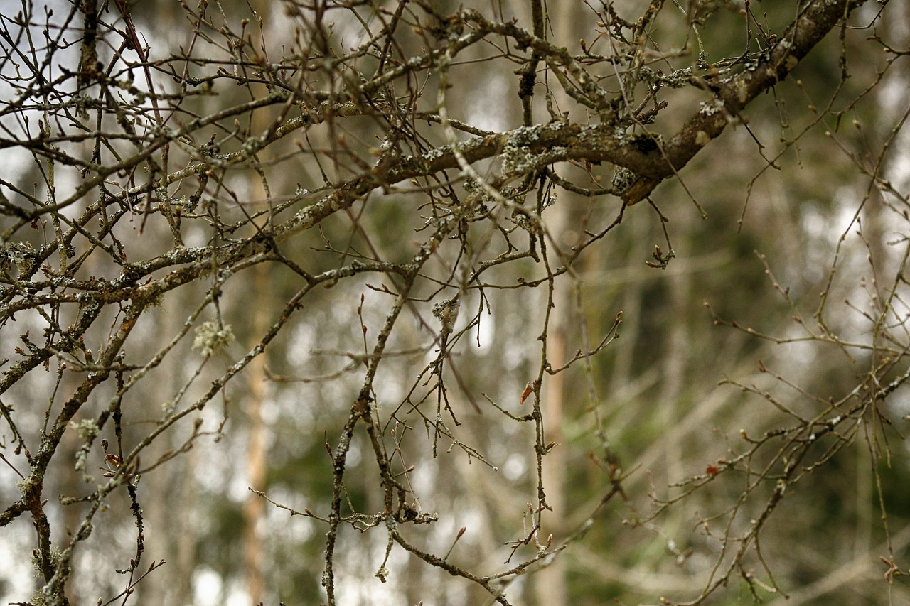 tree  nature  branch free photo