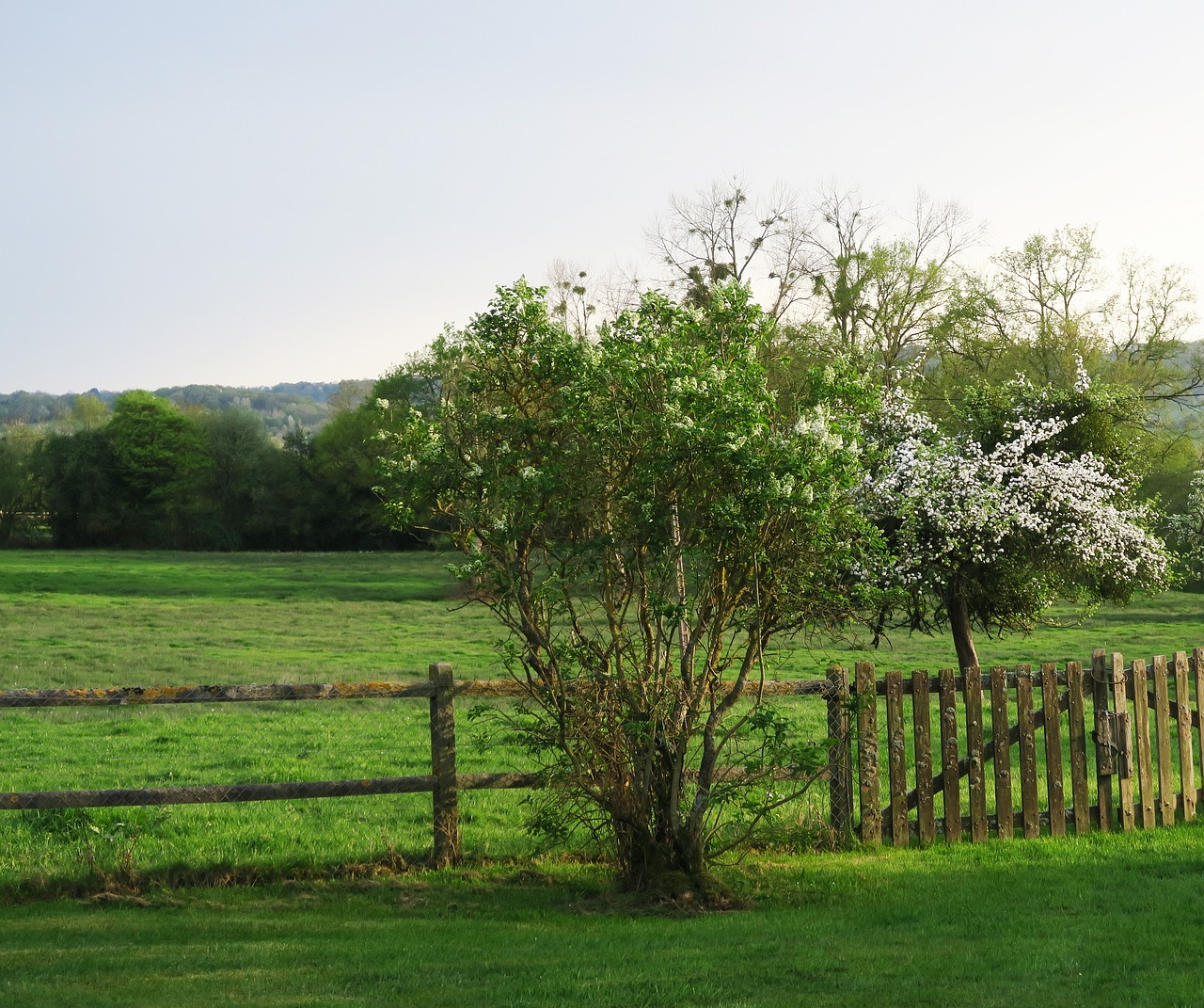 tree  nature  landscape free photo