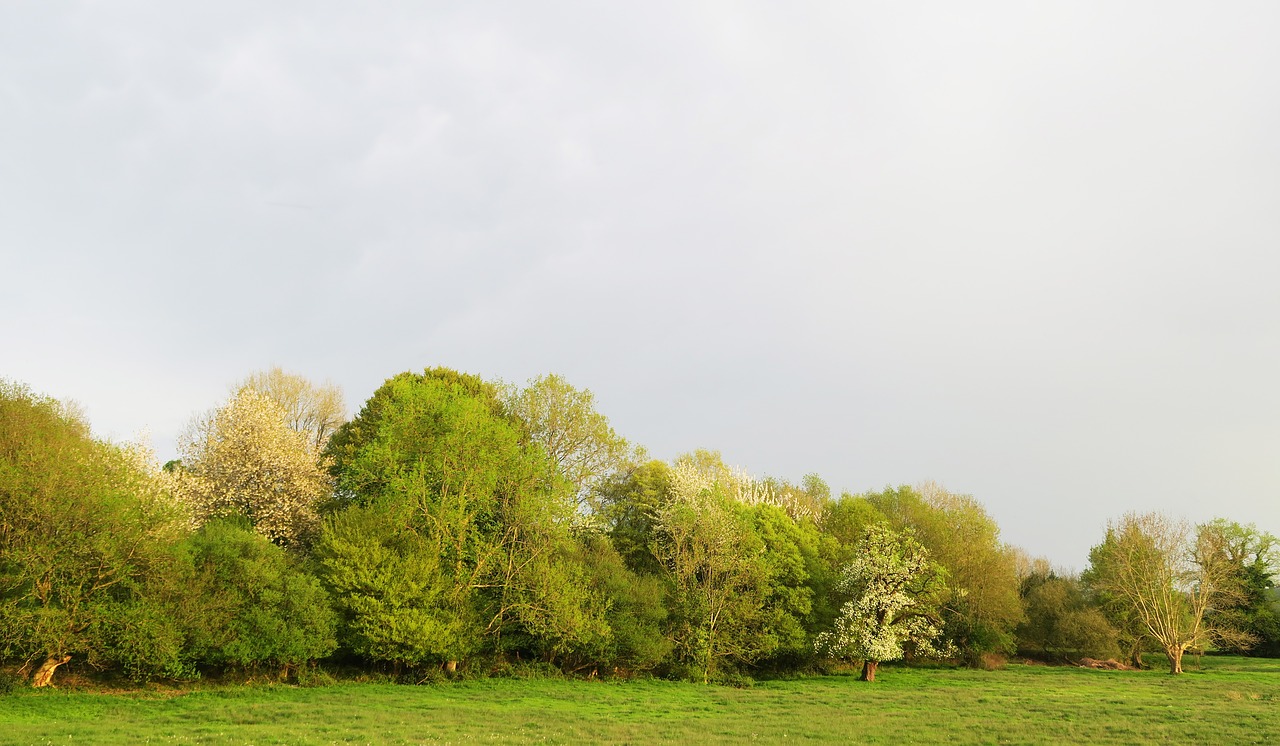 tree  nature  lawn free photo