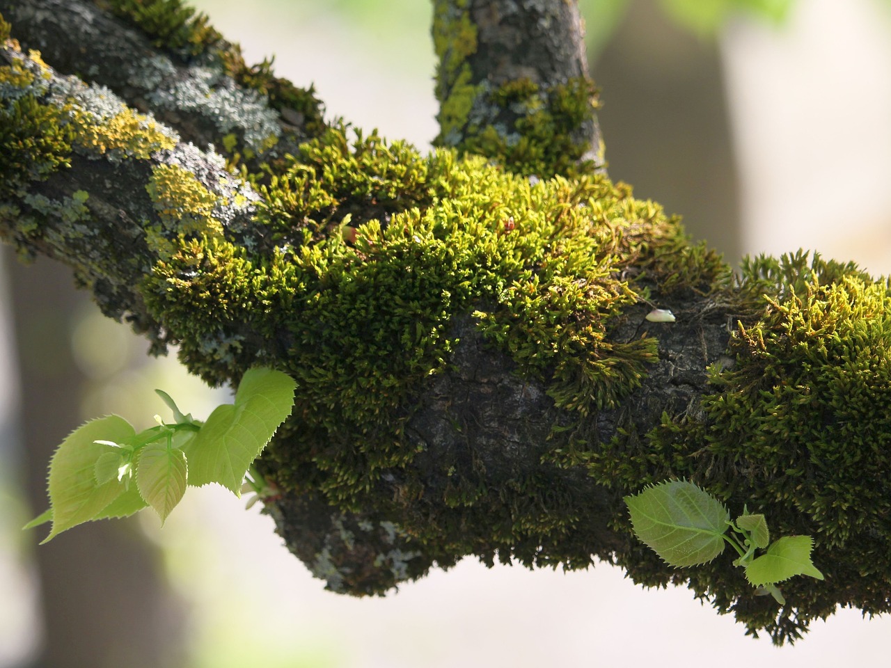 tree  branch  plant free photo