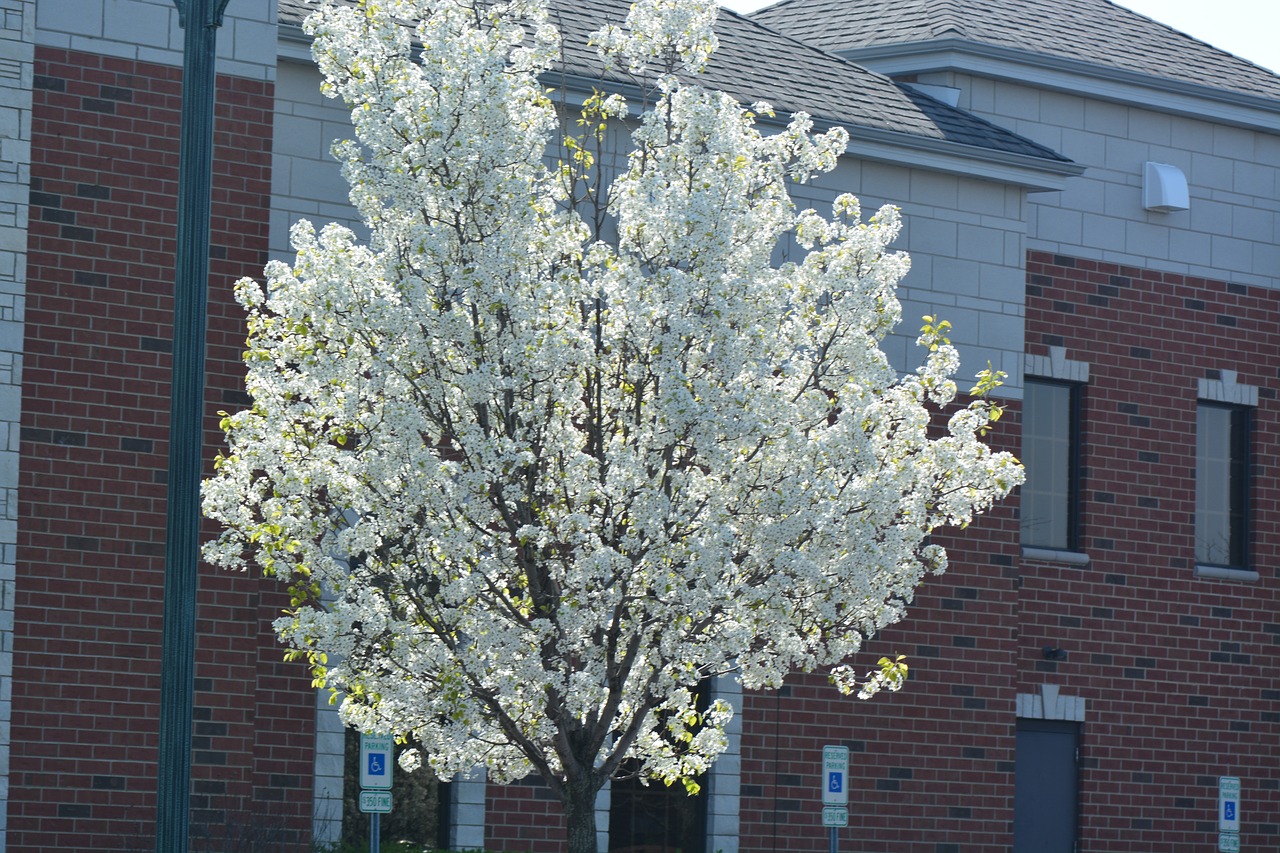 tree  flower  season free photo