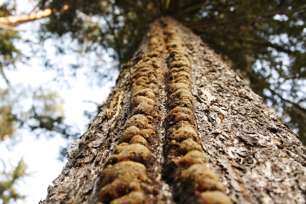 tree  nature  at the court of free photo