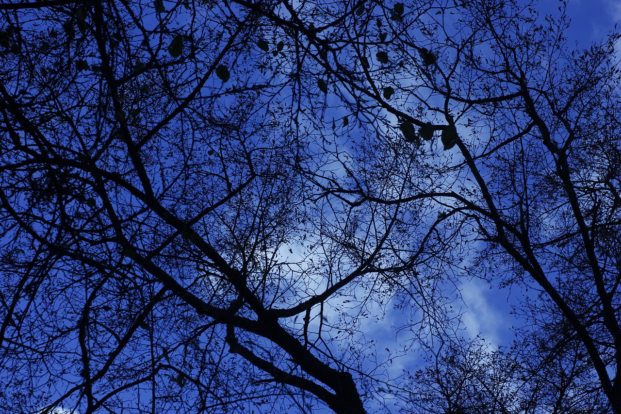 tree  branch  wood free photo