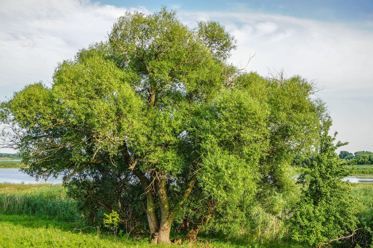 tree  nature  landscape free photo